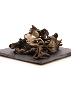 Achat Trompettes des Morts de qualité certifiée à prix juste ! 2